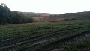 Ashdown Forest