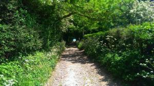 chalk track hedgrows