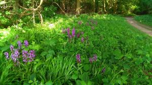 Early Purple Orchids