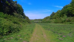 Friston Forest