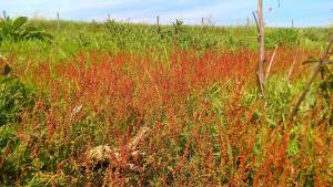Common Sorrel on Lullington Heath