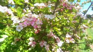 Common Hawthorn (Maybush) in flower. In May.