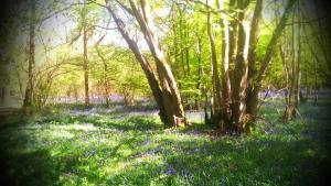 Old hornbeam coppice
