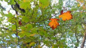 Wild service tree leaves in autumn