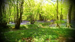 A wood bank, with a stumped hornbeam just visible on the left