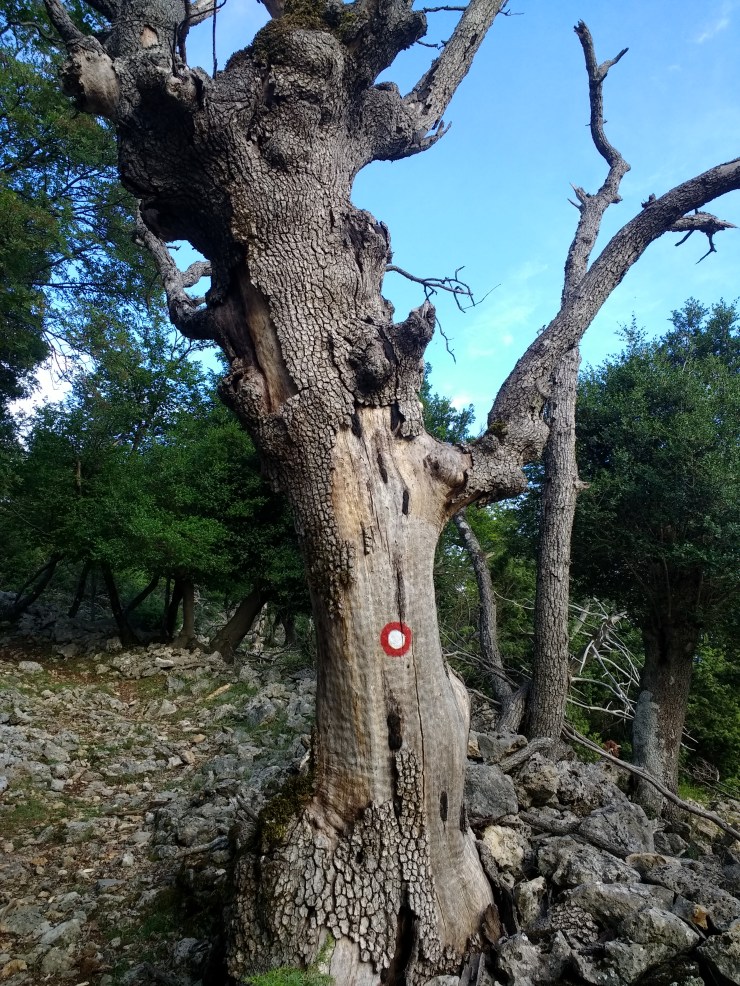 IMG_20180522_184840441